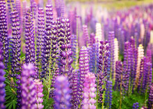 Field Of Wild Lupins In New Zealand, Closeup