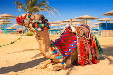 Camel Resting In Shadow On The Beach Of Hurghada, Egypt