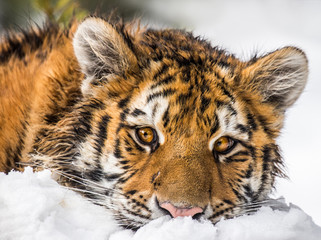 Wall Mural - Young Siberian Tiger portrait. Resting on snow he has a very cute face expression.