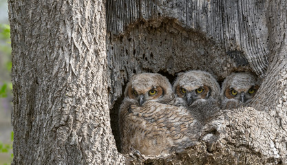 Wall Mural - Great Horned Owl Babies - Owlets