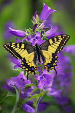 Papilio Machaon Or Yellow Swallowtail Butterfly On A Cluster Of Bellflower Or Campanula With Green Background