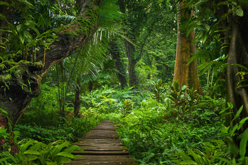 Canvas Print - Asian rainforest jungle