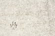 One animal footprint on the beige pavement close-up