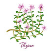 herbs de provence set.  thyme, oregano, Savory, Marjoram, Rosemary