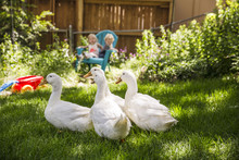 White Ducks On Grassy Field At Backyard