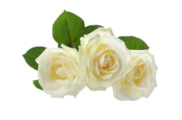 three white roses isolated on white