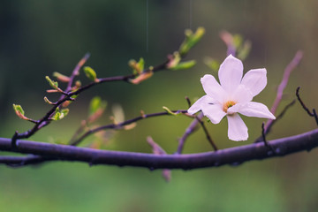 Wall Mural - Tender pink magnolia flowers under spring rain.