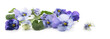 purple blue pansy flowers and leaves, spring banner background in panoramic format isolated with small shadows on a white background, floral design
