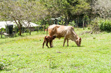 Fototapeta Konie - Momma Cow and Calf