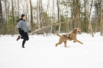 Canicross Sled Dogs Pulling the Young Womanin winter season