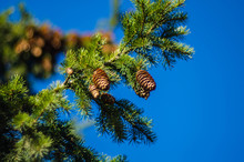 Spruce, Cones On A Tree. Needles. Autumn. Blue Sky.