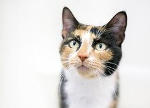 Portrait Of A Shorthaired Calico Cat On A White Background