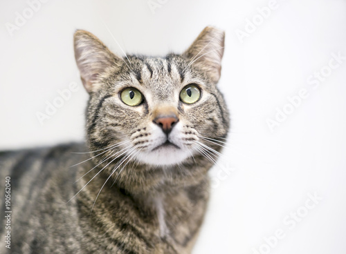 A brown tabby cat that has been eartipped to identify it as spayed or neutered a Poster Mural XXL
