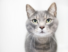 A Gray Tabby Domestic Shorthair Cat On A White Background