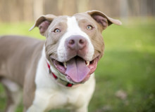 A Smiling Pit Bull Terrier Mixed Breed Dog Outdoors