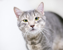 A Cross-eyed Gray Tabby Domestic Shorthair Cat