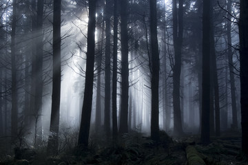  Światło przechodzące przez drzewa podczas mglisty dzień w lesie.