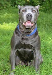 Wall Mural - BEAUTIFUL CANE CORSO DOG