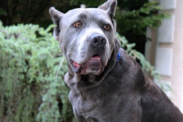 Wall Mural - BEAUTIFUL CANE CORSO DOG