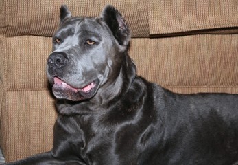 Wall Mural - BEAUTIFUL CANE CORSO DOG