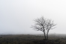 Lone Tree In A Foggy Landscape