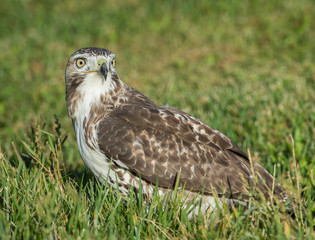 Red Tailed Hawk