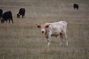 Bull on Range