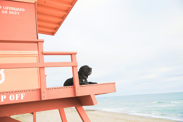 Black dog on lifeguard tower