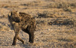 spotted hyena 