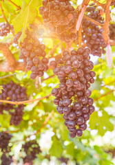 Wall Mural - Red grapes in the vineyard ready for harvest