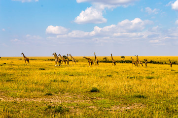 Canvas Print - Flock of giraffes right facing a group of lions in the savannah of Maasai Mara Park in northwestern Kenya