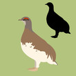 quail  bird vector illustration flat style black silhouette