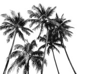 Black And White Silhouettes Tropical Coconut Palm Trees Isolated