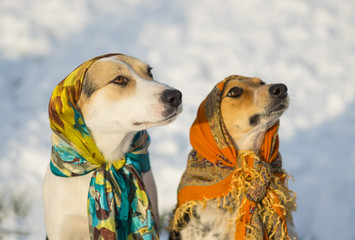 Outdoor portrait of two mixed-breed dog wearing shawl sitting on a snow at sunny winter day