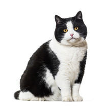 Mixed Breed Cat Portrait Against White Background