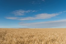 Fresh Crop Of Wheat In Wheat Field