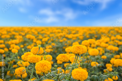 Plakat Krajobraz nagietka kwiat w polu przy północnym Tajlandia, Żółta nagietek kwitnie plantację