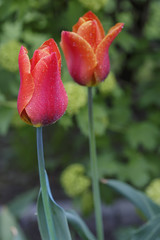 beautiful red Tulips closeup as floral background