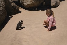 Girl Looking At Penguin