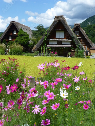 コスモスと合掌造り集落 世界遺産 白川郷 岐阜 日本 9月上旬 Stock 写真 Adobe Stock コスモスと合掌造り集落 世界遺産 白川郷 岐阜 日本 9月上旬 Stock 写真 Adobe Stock