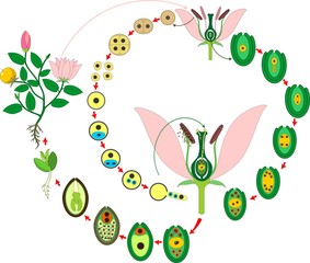 Sticker - Life Cycle of flowering (Angiosperm) plant with double fertilization