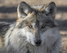 Mexican Gray Wolf Closeup Portrait