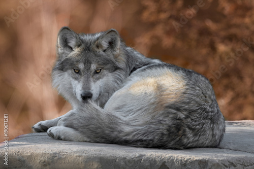 фотография Mexican gray wolf full body portrait laying on a rock in the woods during autumn