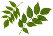 The green leaves of the ash, common ash, pinnate ñomplex leaf