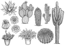 Cactus Nad Succulent Illustration, Drawing, Engraving, Ink, Line Art, Vector