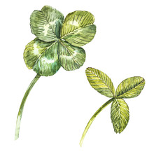 A Set Of Clover Leaves - Four-leafed And Trefoil. Watercolor Illustration. Design Element Happy Saint Patricks Day