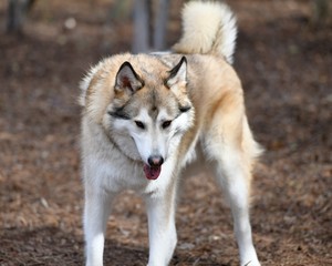  Beautiful Golden Husky playing in the Park