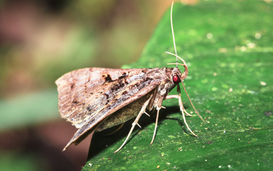 Sticker - A moth rests on a leaf at night in Belize.