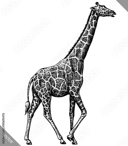 Obraz żyrafa  czarno-bialy-grawerowac-ilustracja-wektorowa-na-bialym-tle-zyrafa