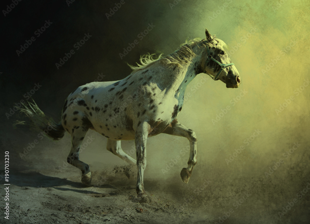Arabian horse dynamics - obrazy, fototapety, plakaty 